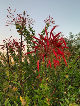 Oct 26 - Red blossoms.